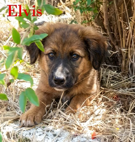 Locky ed Elvis bellissimi cuccioli in adozione | Foto 3