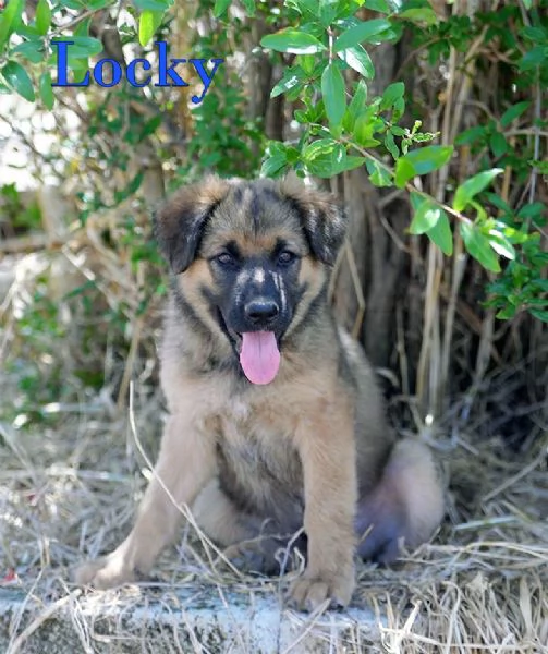 Locky ed Elvis bellissimi cuccioli in adozione | Foto 2