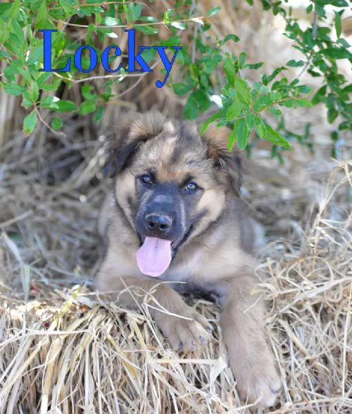 Locky ed Elvis bellissimi cuccioli in adozione