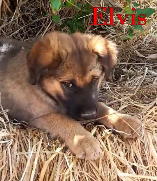 Locky ed Elvis bellissimi cuccioli in adozione | Foto 1