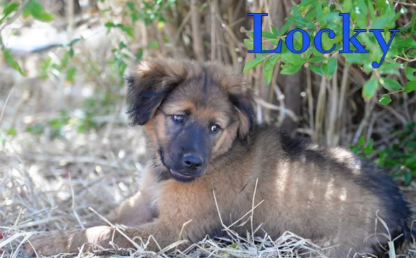 Locky ed Elvis dolcissimi cuccioli in adozione | Foto 6