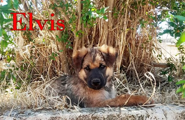 Locky ed Elvis dolcissimi cuccioli in adozione | Foto 5
