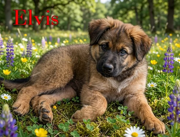 Locky ed Elvis dolcissimi cuccioli in adozione | Foto 1