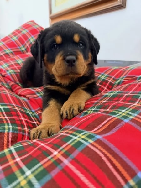 Cuccioli di Rottweiler con pedigree | Foto 0