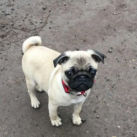 regalo cuccioli carlino meravigliosi  