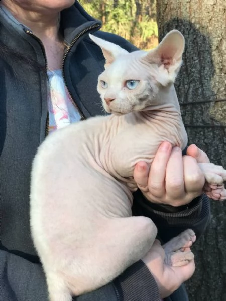devon rex dall'allevatore di ucraina