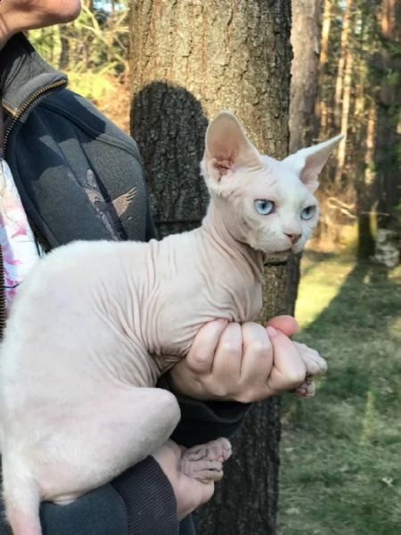 devon rex dall'allevatore di ucraina | Foto 2