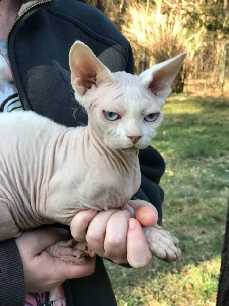 devon rex dall'allevatore di ucraina | Foto 1
