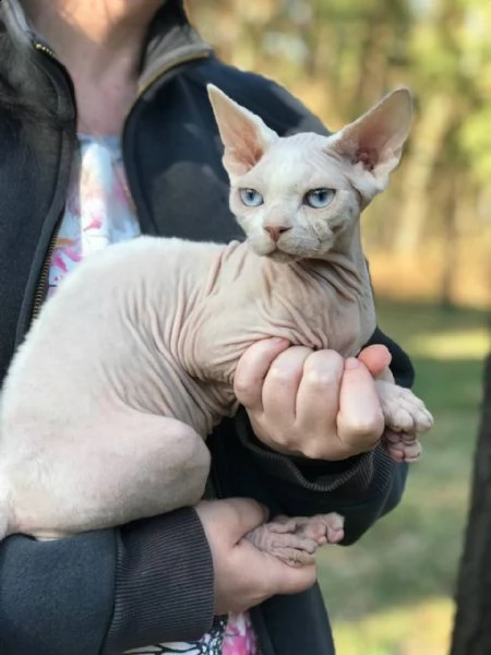 devon rex dall'allevatore di ucraina | Foto 0