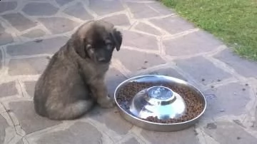 cuccioli di leonberger | Foto 0