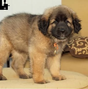 cuccioli di leonberger