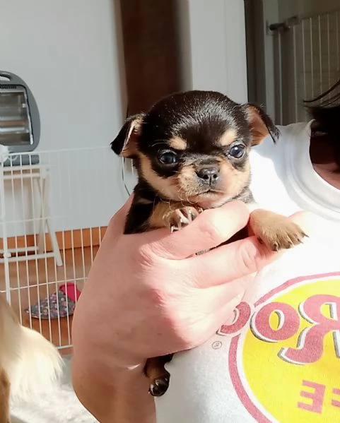 Chihuahua con pedigree ENCI NCI 