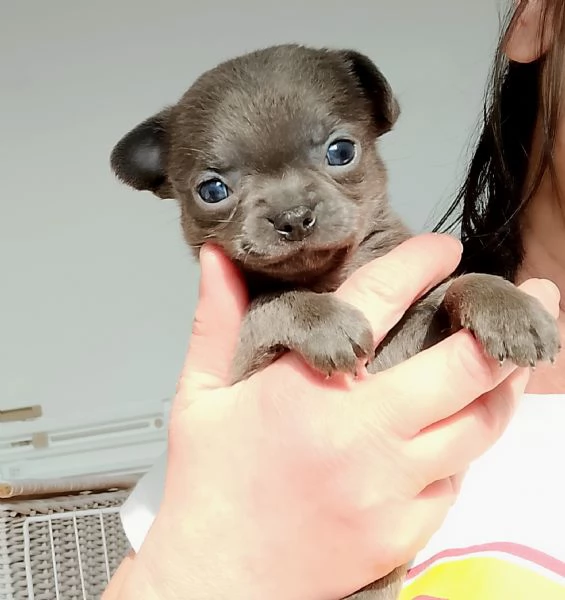 Chihuahua con pedigree ENCI NCI  | Foto 0