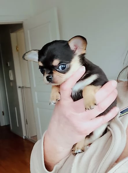 Chihuahua con pedigree ENCI  | Foto 1