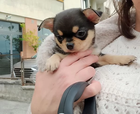 Chihuahua Pedigree ENCI  | Foto 6