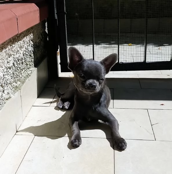 Chihuahua Pedigree ENCI  | Foto 5