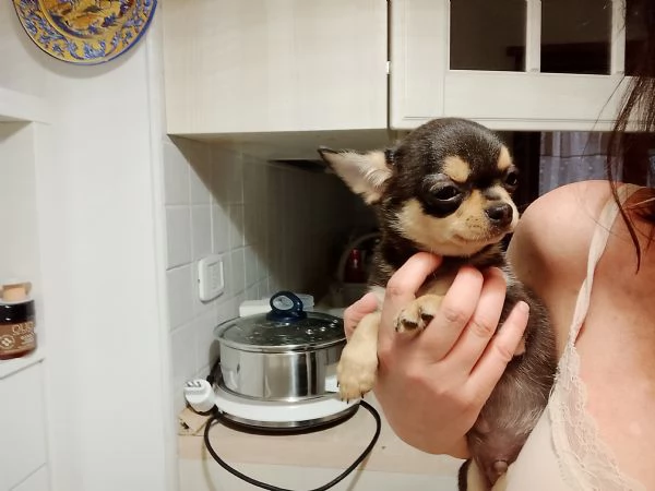 Chihuahua Pedigree ENCI  | Foto 4