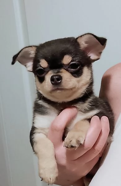Chihuahua Pedigree ENCI 