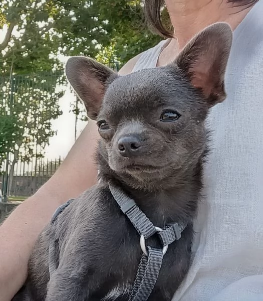 Chihuahua Pedigree ENCI  | Foto 3