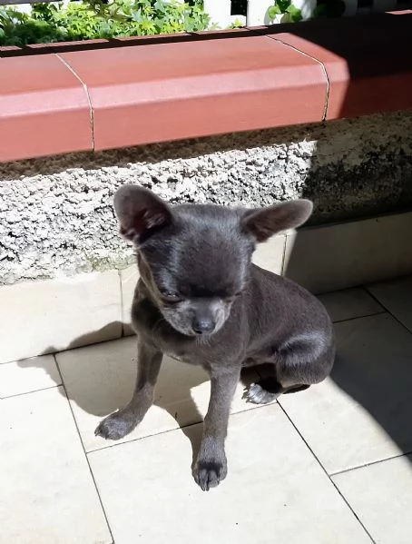 Chihuahua Pedigree ENCI  | Foto 1