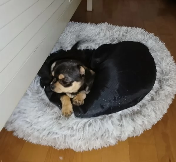 Chihuahua Pedigree ENCI  | Foto 0