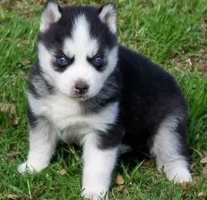 bellissimi cuccioli di husky siberiano | Foto 1