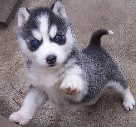 bellissimi cuccioli di husky siberiano | Foto 0