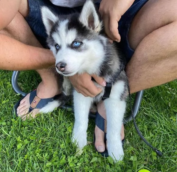 bellissimi cuccioli di husky siberiano
