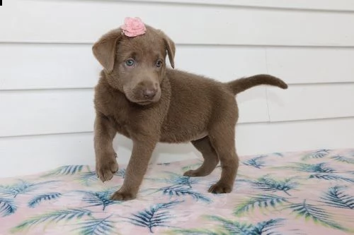 regalo bellissimi cuccioli di labrador 