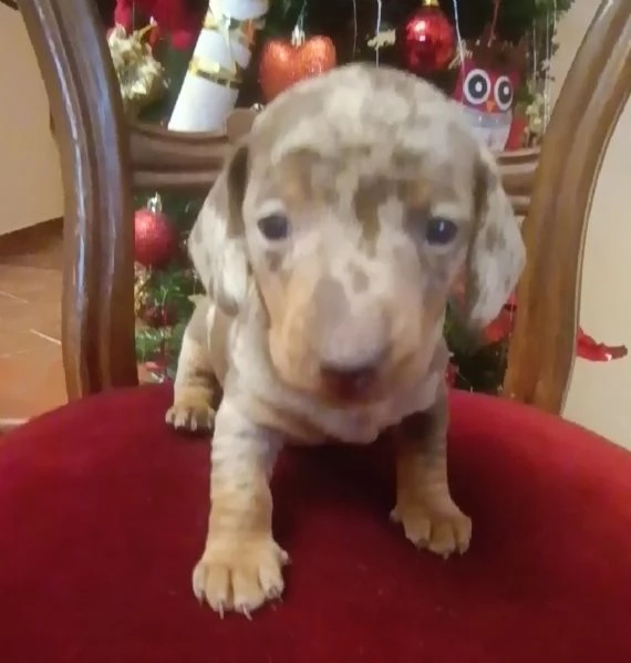 Bassotti disponibili  | Foto 2