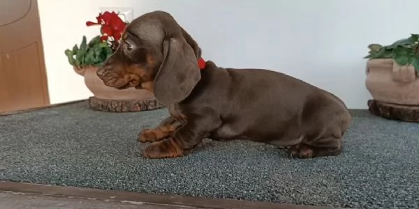 Bassotti maschi disponibili con Pedigree | Foto 6