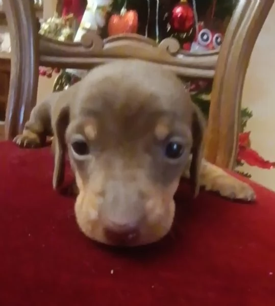 Bassotti disponibili  | Foto 0