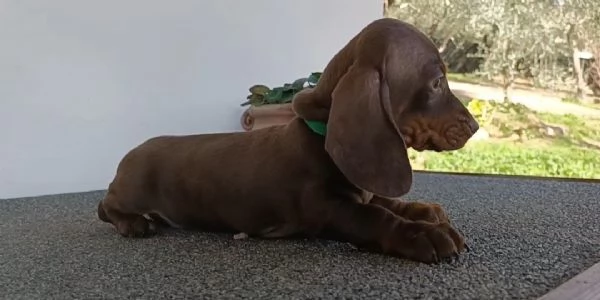 Bassotti maschi disponibili con Pedigree | Foto 5