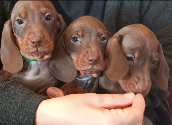 Bassotti maschi disponibili