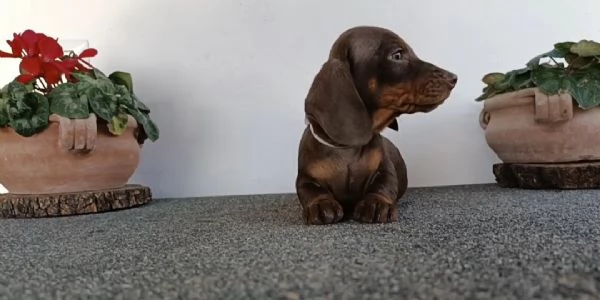 Bassotti maschi disponibili con Pedigree | Foto 4