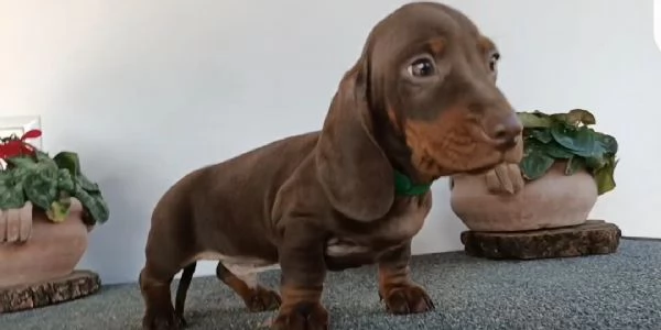 Bassotti maschi disponibili con Pedigree | Foto 3