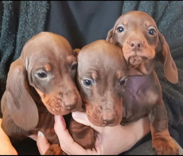 Bassotti maschi disponibili | Foto 1