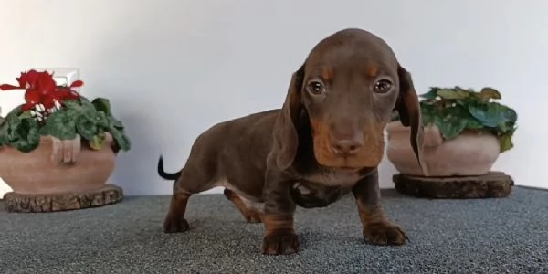 Bassotti maschi disponibili con Pedigree | Foto 1