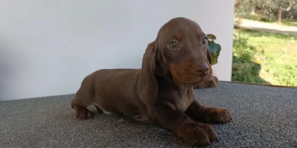 Bassotti maschi disponibili con Pedigree