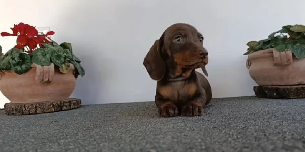 Bassotti maschi disponibili con Pedigree | Foto 0