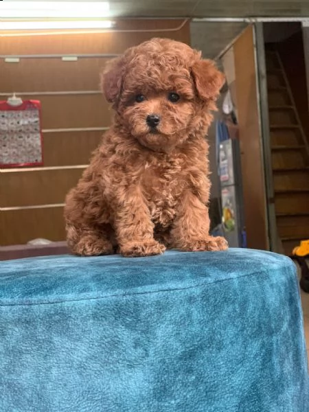 cuccioli di cane barboncino toy | Foto 0