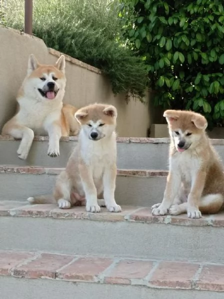 cuccioli akita pedigree enci campioni | Foto 4
