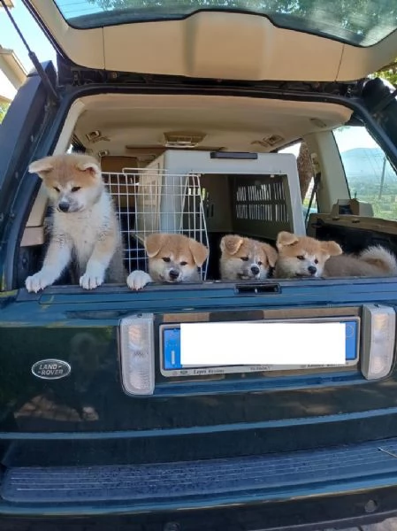cuccioli akita pedigree enci campioni | Foto 3
