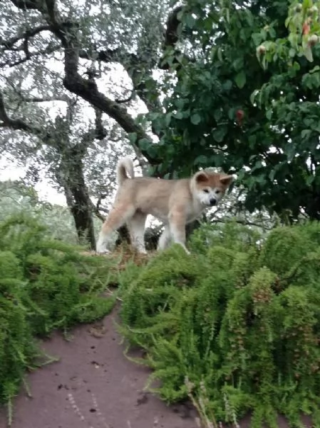 cuccioli akita pedigree enci campioni | Foto 1