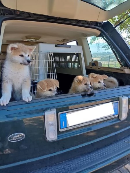cuccioli akita pedigree enci campioni | Foto 0
