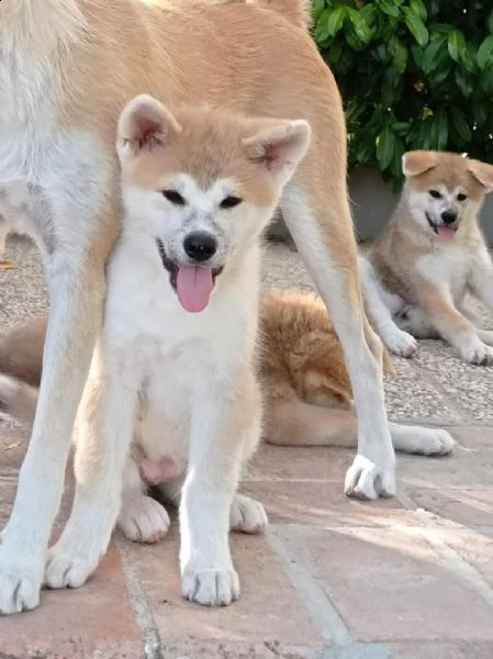 cuccioli akita pedigree enci campioni