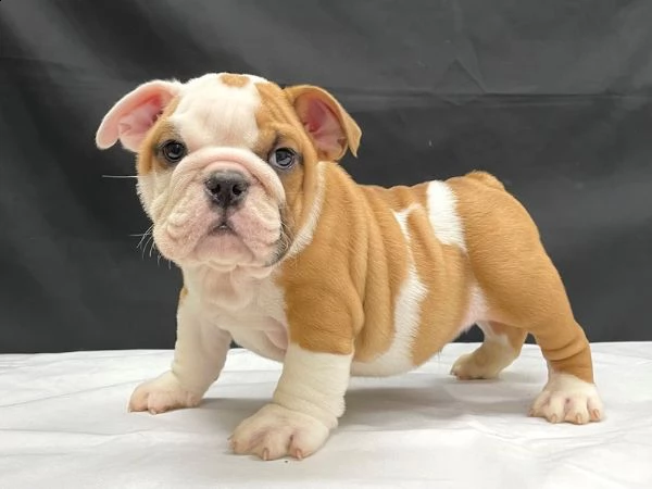 cuccioli di bulldog inglese super adorabili