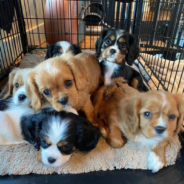 Cuccioli di Cavalier King Charles 46 puzzle online