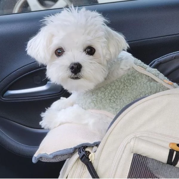 simpatico regalo cucciolo maltese