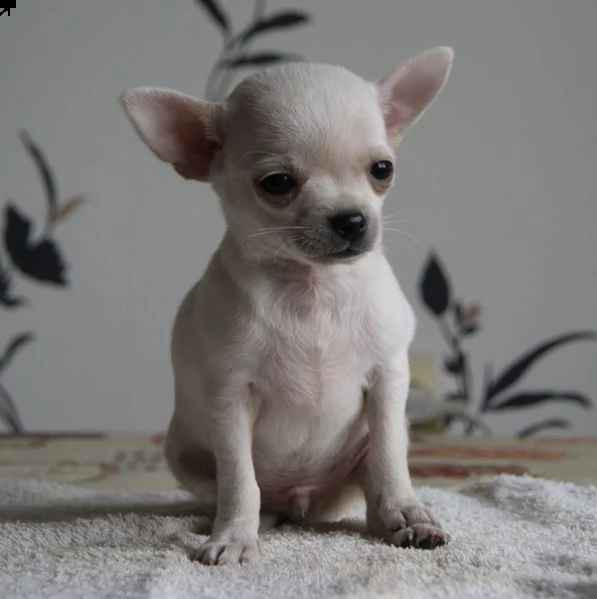 regalo cucciolo regalo cuccioli di chihuahua mini toy cuccioli di chihuahua mini toy  ancora dispon